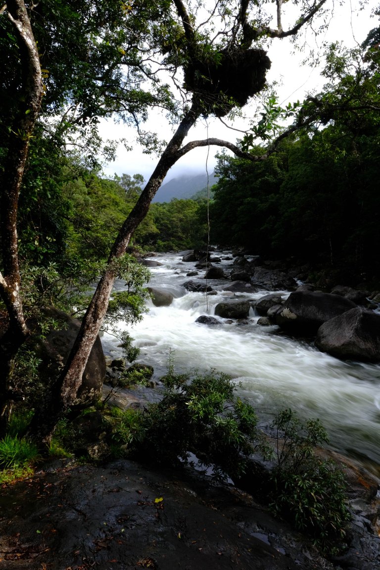 Mossman Gorge 2.jpg