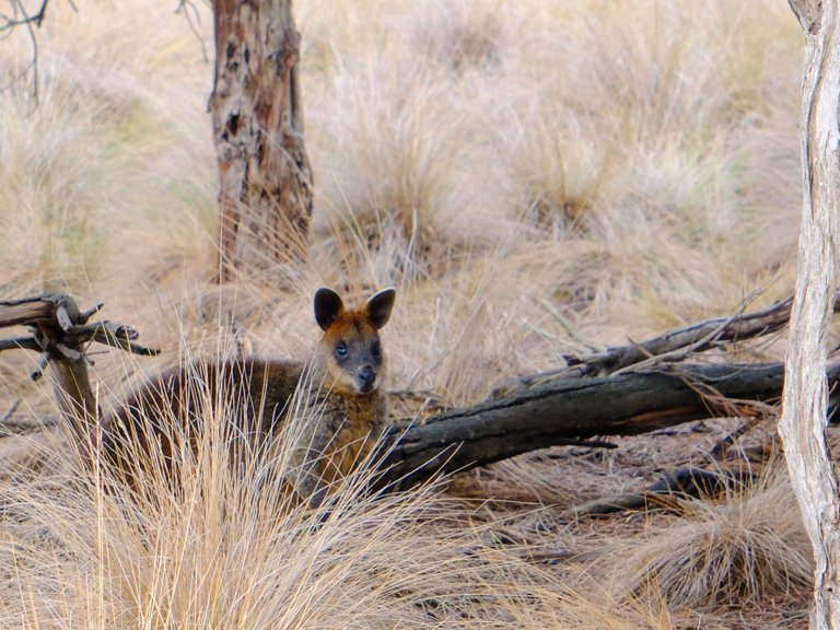 Phillip Island Wildlife 2.jpg