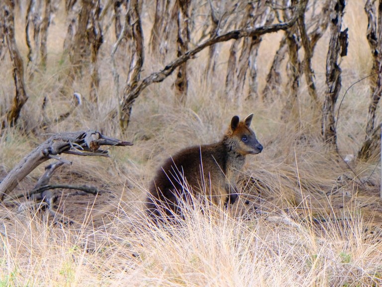 Phillip Island Wildlife.jpg