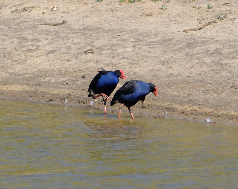 Purple Swamphens.jpg