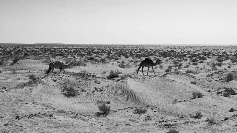 Camels in BW.jpg