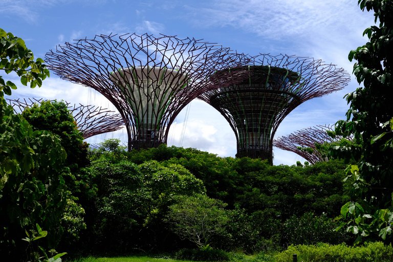 Hive Marina Trees 1 (1 of 1).jpg