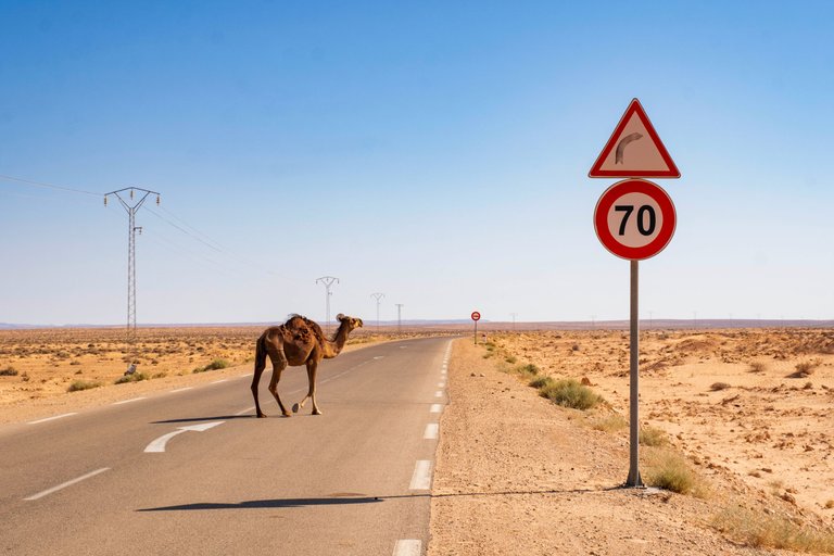 Camel and Sign.jpg