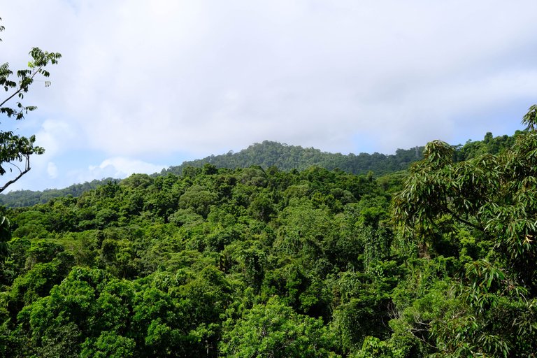 Daintree Forest 2.jpg