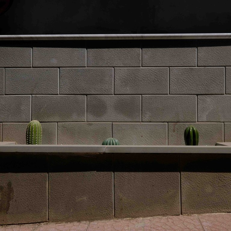 Cactus.jpg
