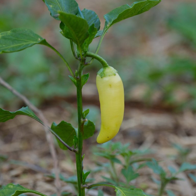 Plants 1.jpg