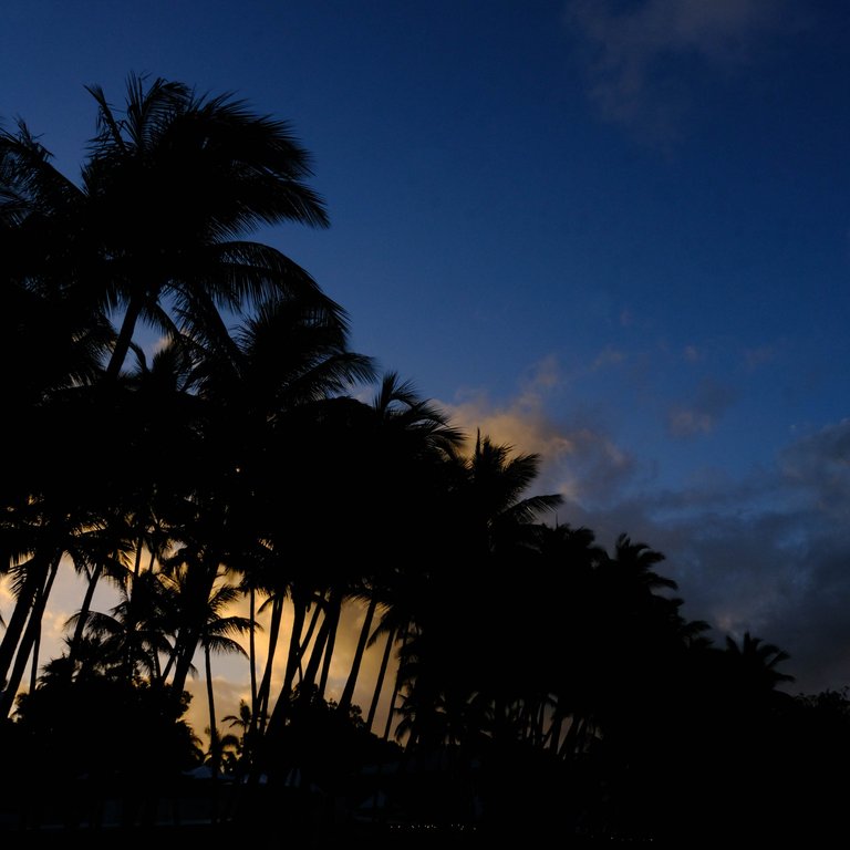 Palm Cove Palms 2.jpg