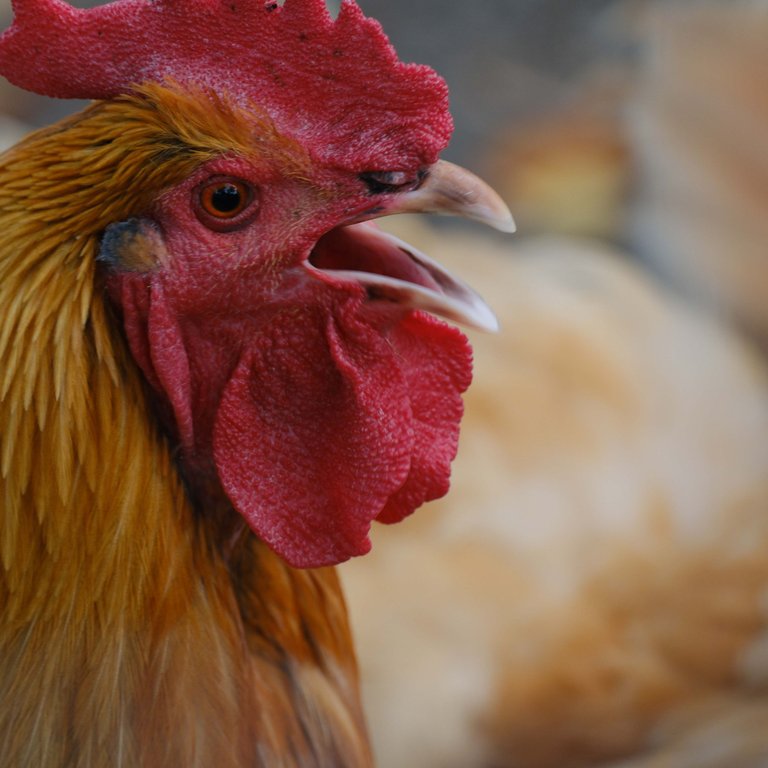 Birds of Smiths Gully 4.jpg