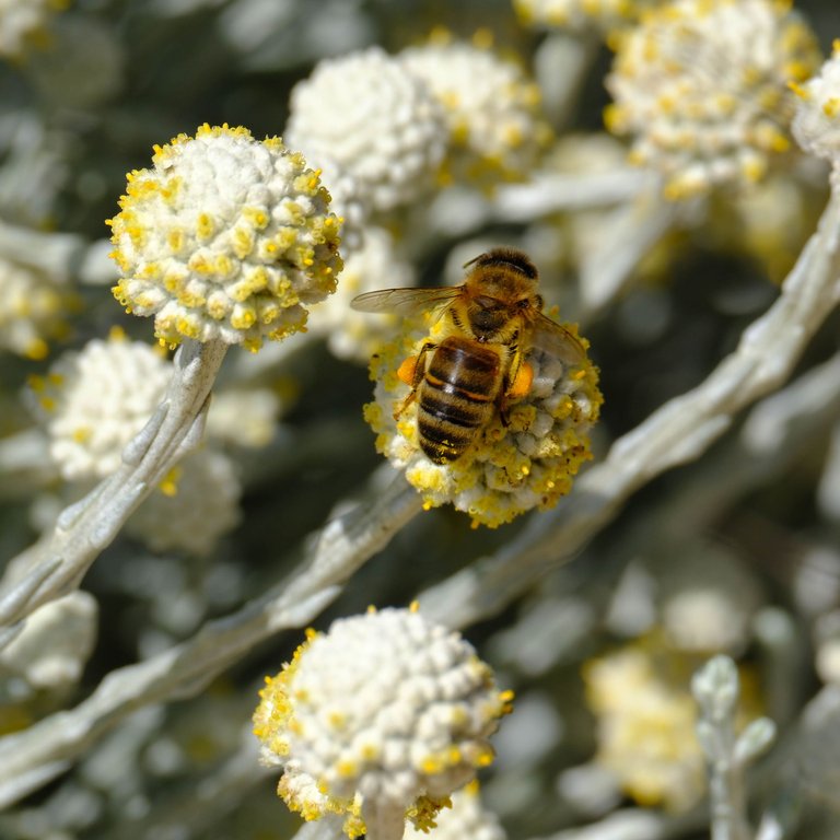 Western Honey Bee 4 (1 of 1).jpg