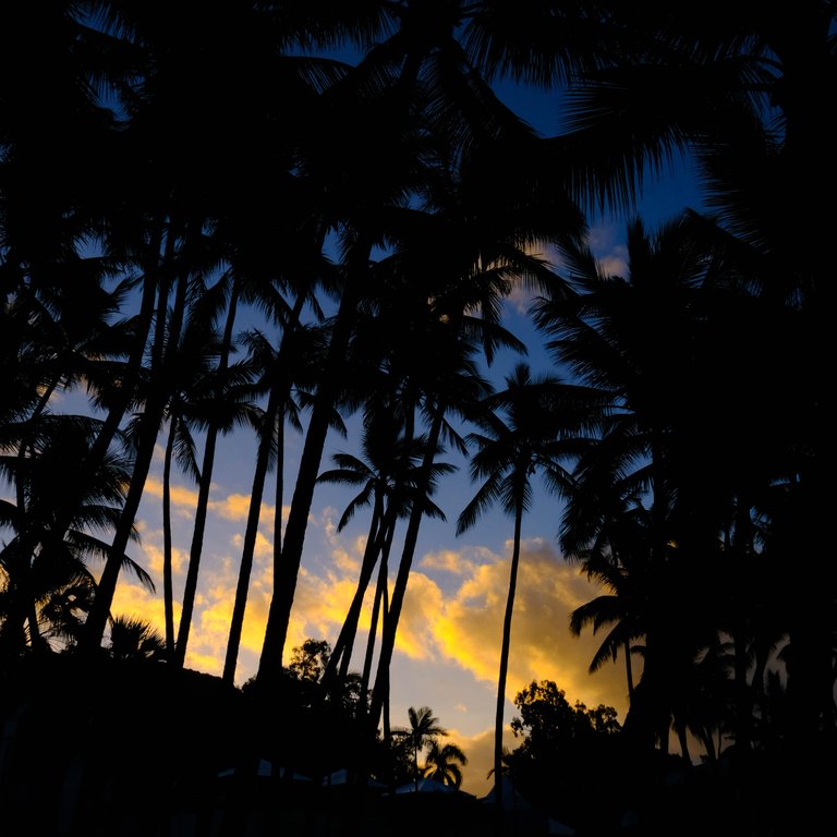 Palm Cove Palms 3.jpg