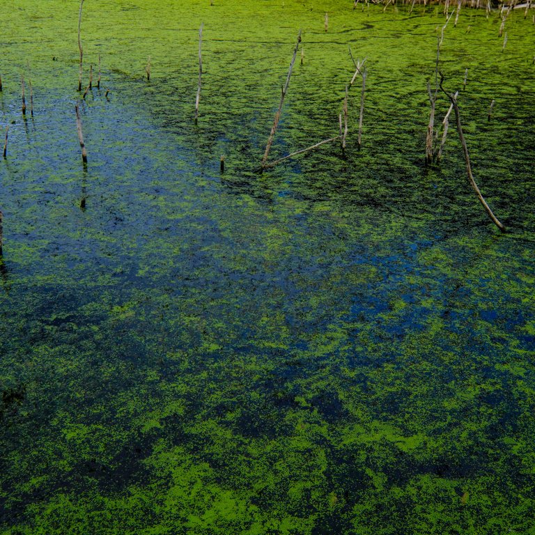 Waimangu - algae on lake 3.jpg