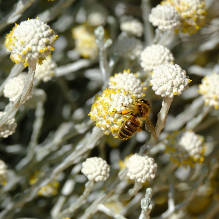 Western Honey Bee 1 (1 of 1).jpg
