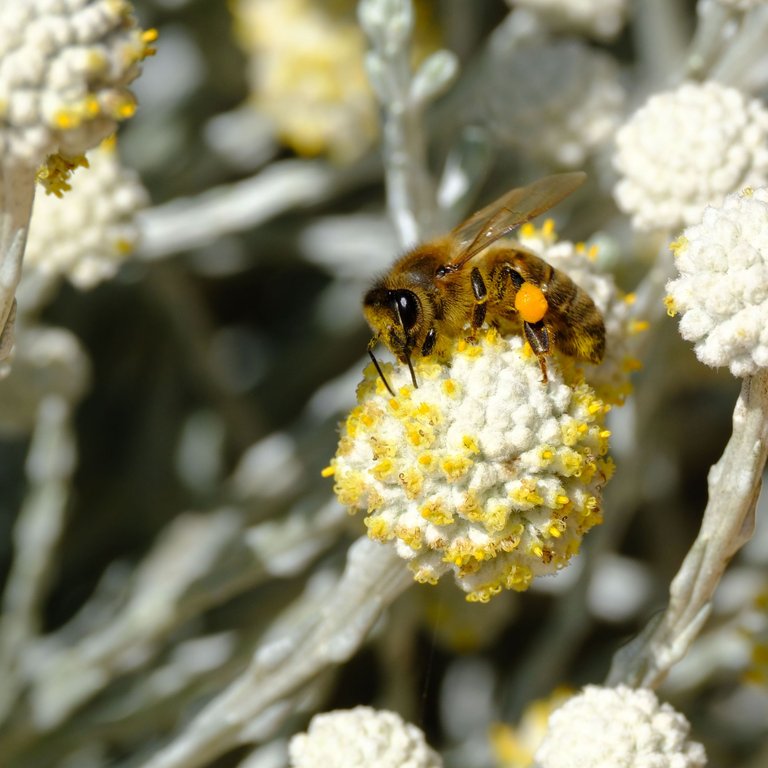 Western Honey Bee 2 (1 of 1).jpg