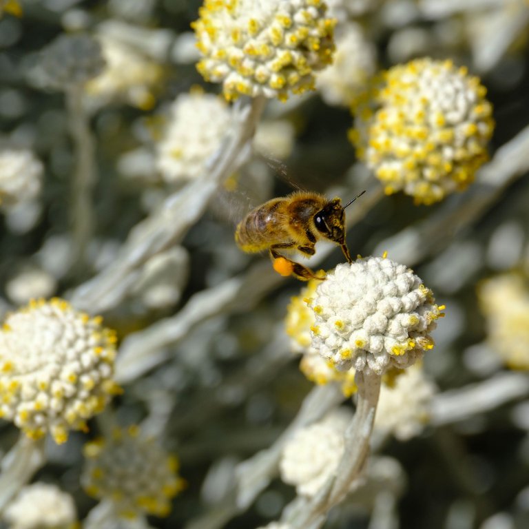Western Honey Bee 3 (1 of 1).jpg