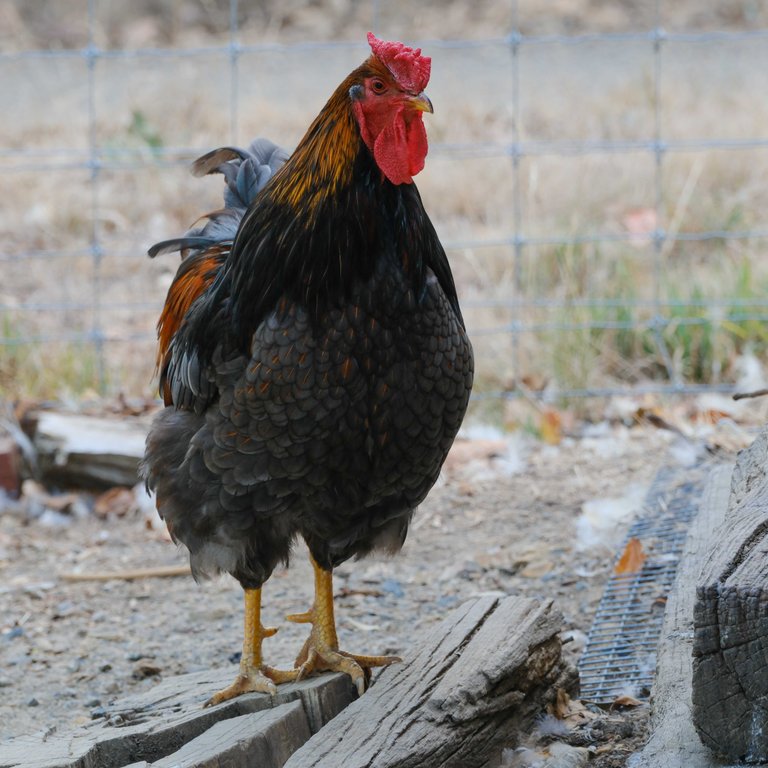 Birds of Smiths Gully 3.jpg