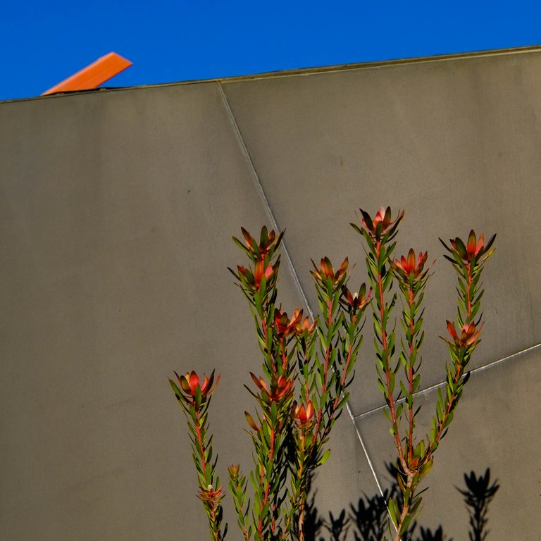 PLants.jpg