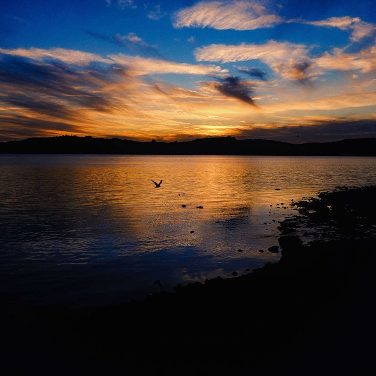 Sunset on the Lake Square with bird.jpg