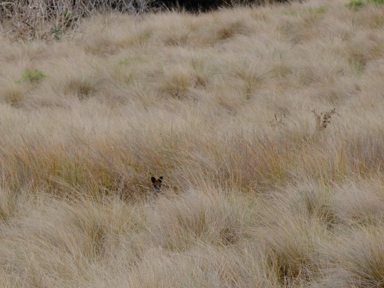 Phillip Island Wildlife 4.jpg