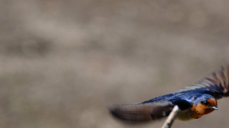 Plover on move.jpg