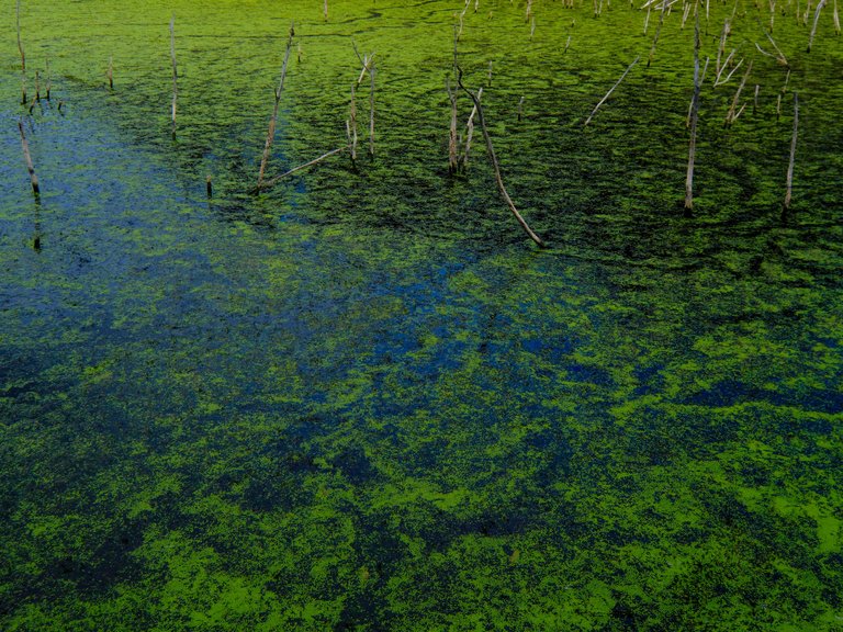 Waimangu - algae on lake 2.jpg