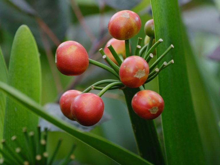 Plants 2.jpg