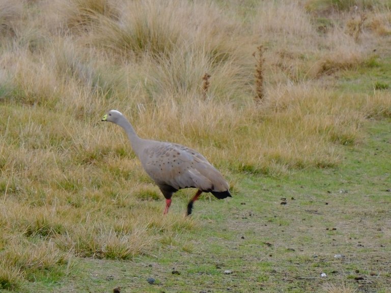 Phillip Island Wildlife 3.jpg