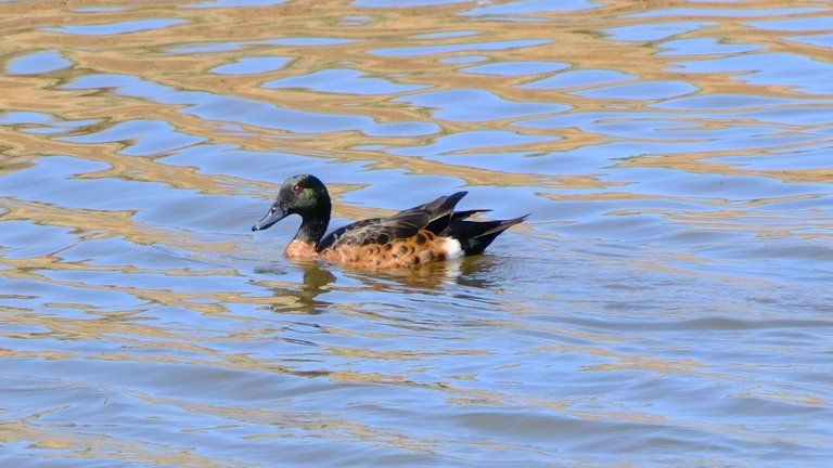 Australian Shelduck.jpg