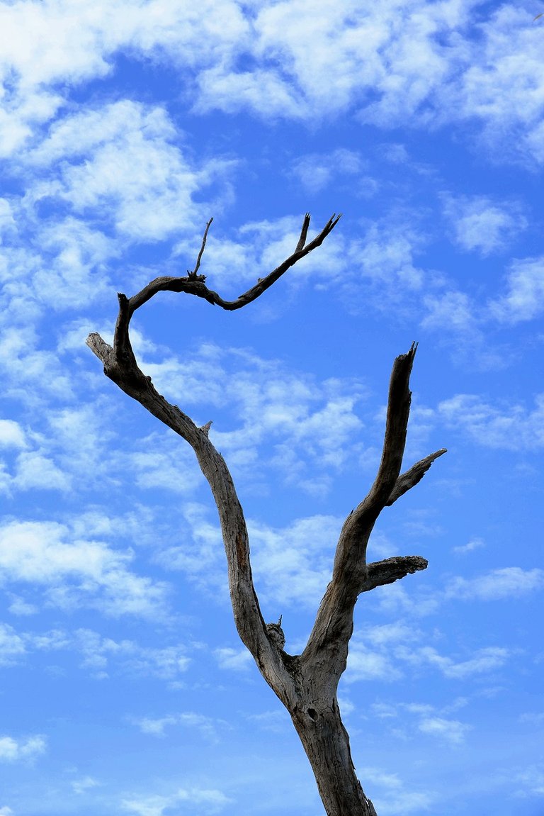 Dead tree on blue sky 2.jpg