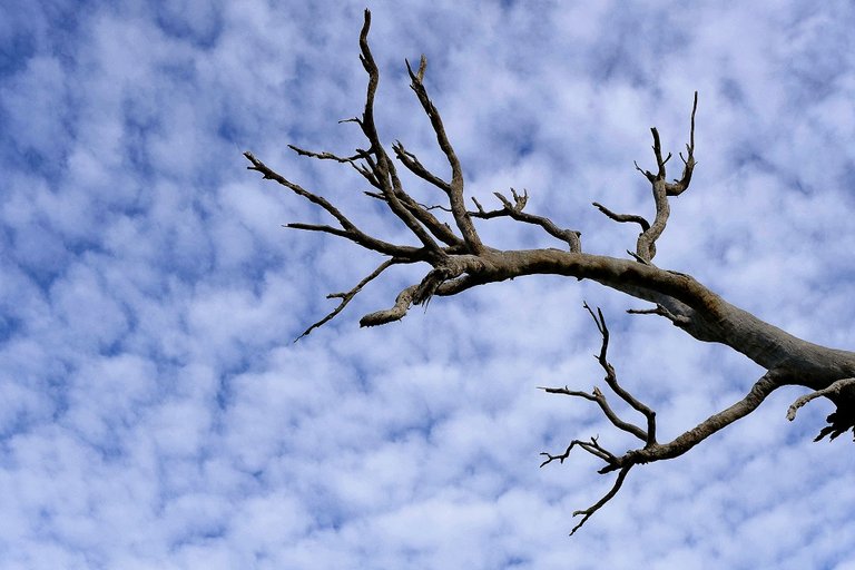 Dead tree on blue sky 3.jpg