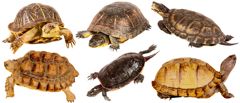 tortoise-4653716_960_720.png