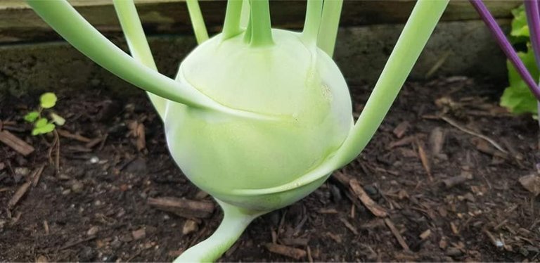 kohlrabi2.jpg