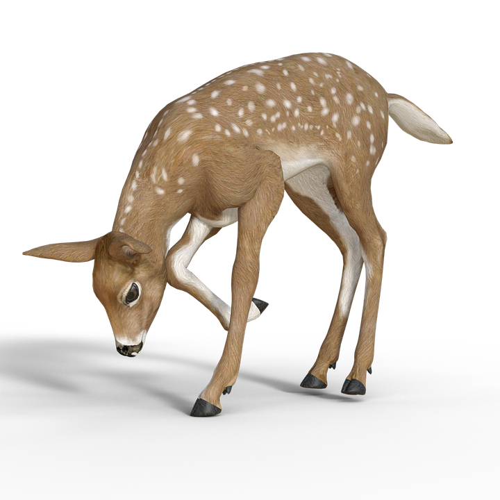 roe-deer-1966959_960_720.png