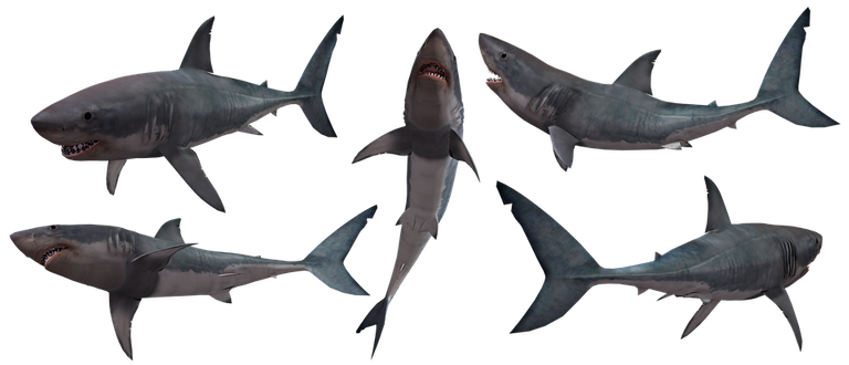 shark-3369747_960_720.png