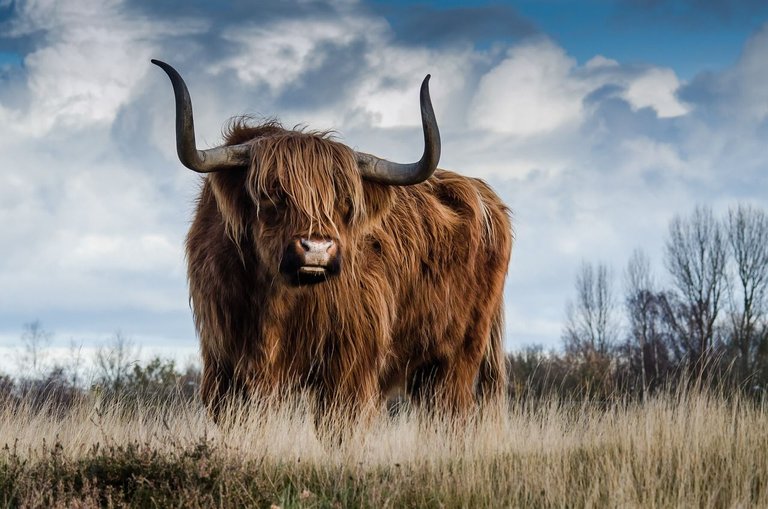 highland-cow-1575005_1280.jpg