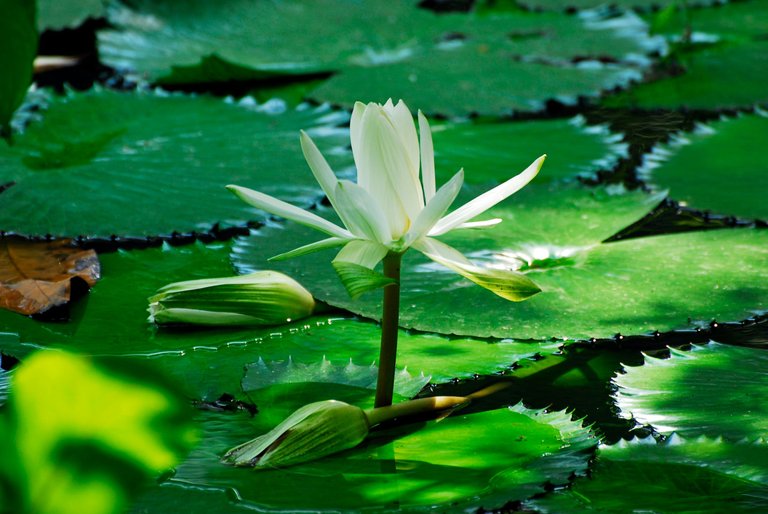 Water lily, Thailand. Copyright © 2010 Scott Stewart