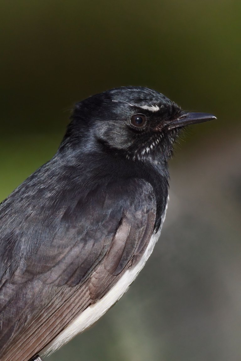 20200806 Willie Wagtail 03 HS Social.jpg