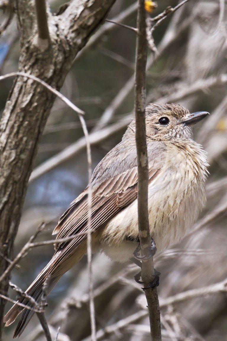 20201204 Golden Whistler bird 1 HS Social.jpg