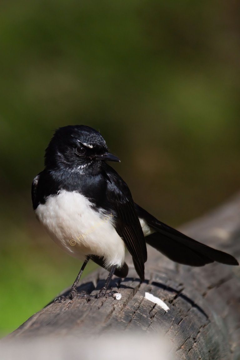 20200806 Willie Wagtail 04 HS Social.jpg