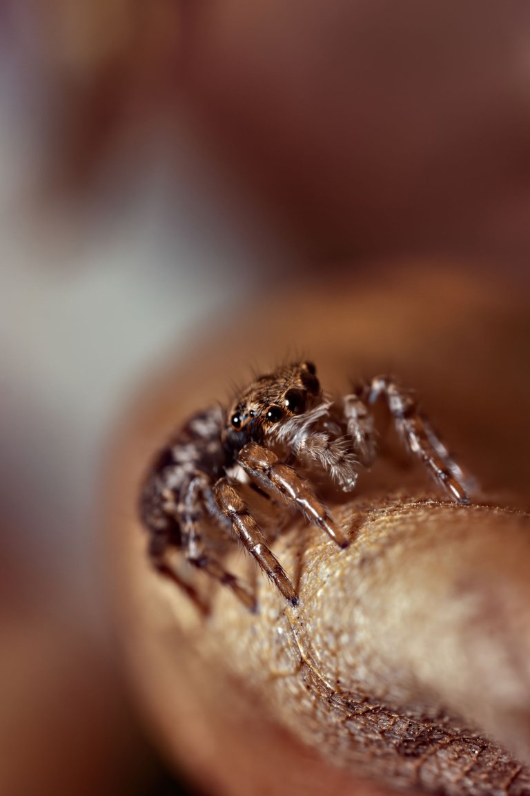 20200914 Jumping spider HS Social.jpg