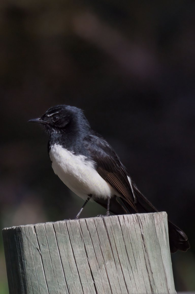 20200806 Willie Wagtail 01 HS Social.jpg