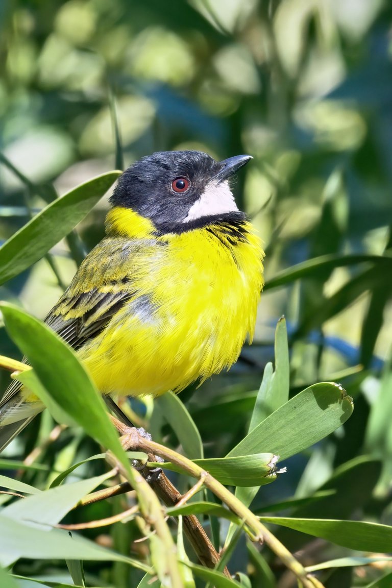 20201205 Male Golden Whistler 11 HS Social.jpg