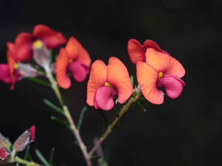 20200917 Pink pea flowers 01 HS Social.jpg