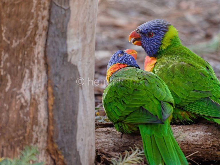 20200731 Rainbow Lorikeet 09 HS 20210811.jpg