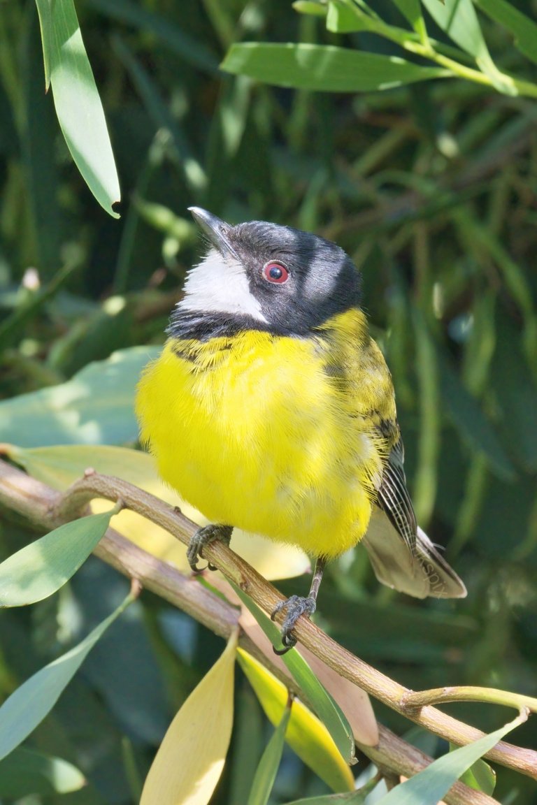 20201205 Male Golden Whistler 3 HS Social.jpg