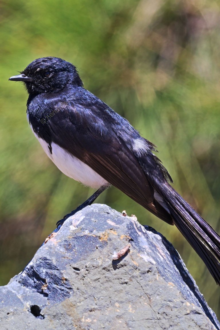 20201202 Willie wagtail 2 HS Social.jpg