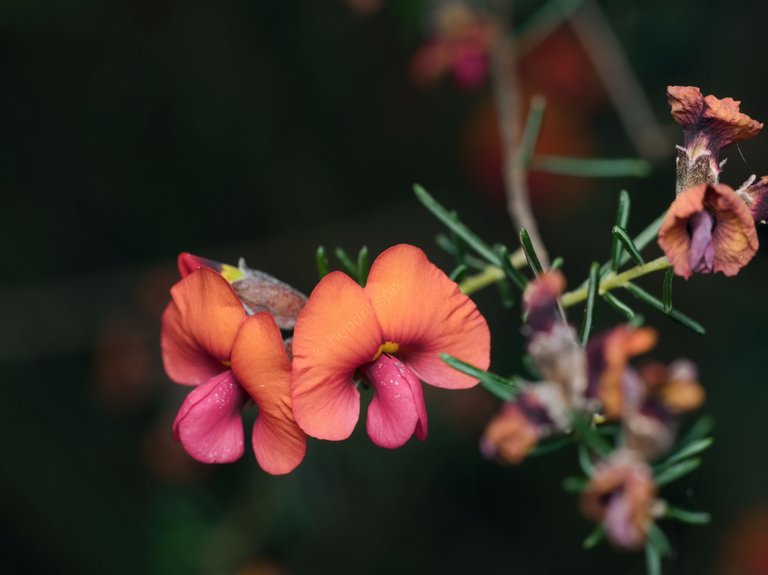 20200917 Pink pea flowers 03 HS Social.jpg