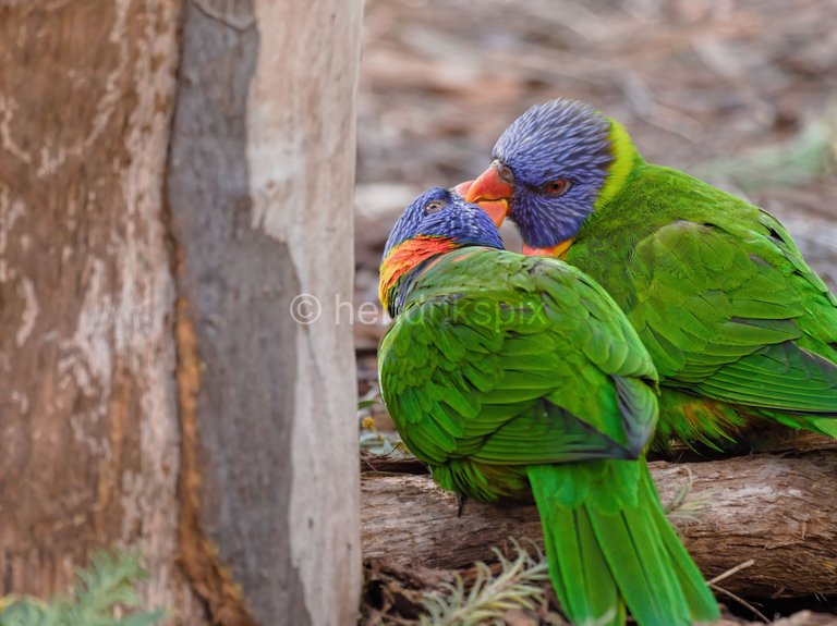 20200731 Rainbow Lorikeet 08 HS 20210811.jpg