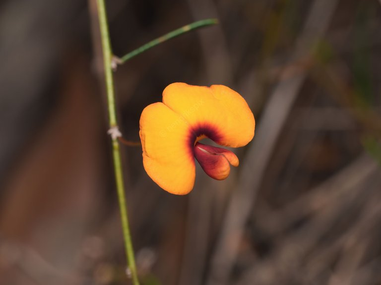 20200917 Eggs and bacon pea flower 02 HS Social.jpg