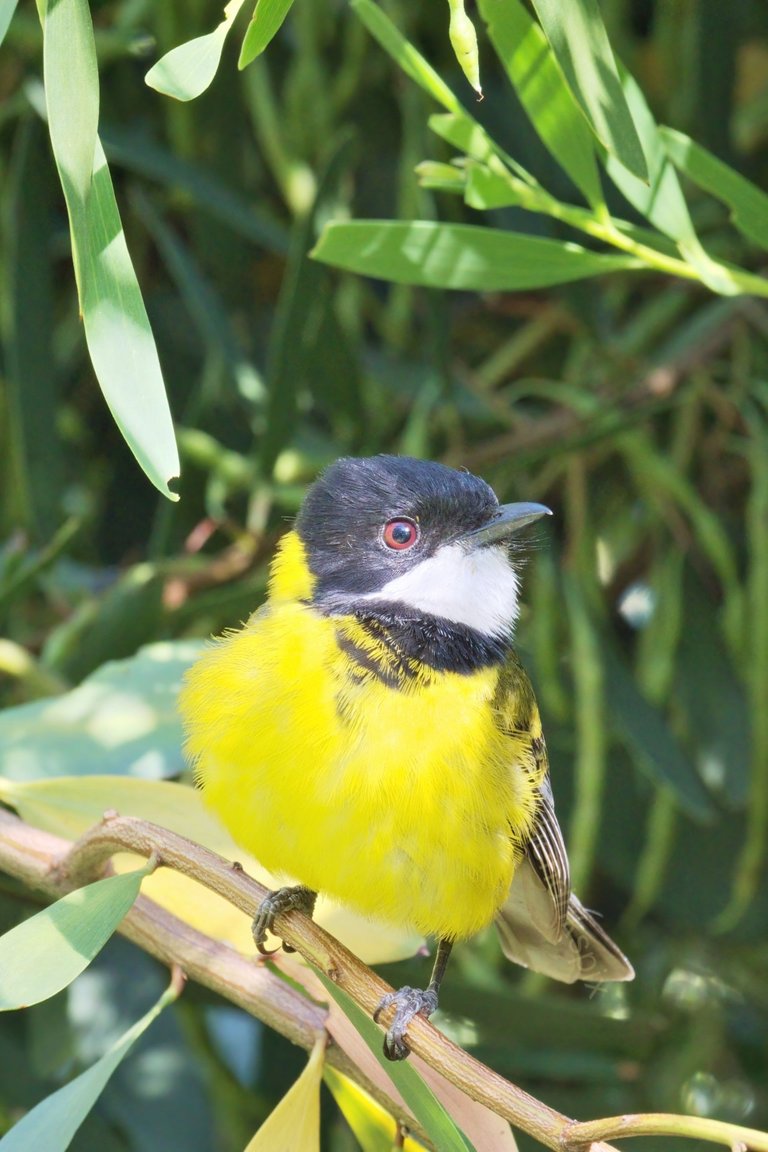 20201205 Male Golden Whistler 2 HS Social.jpg