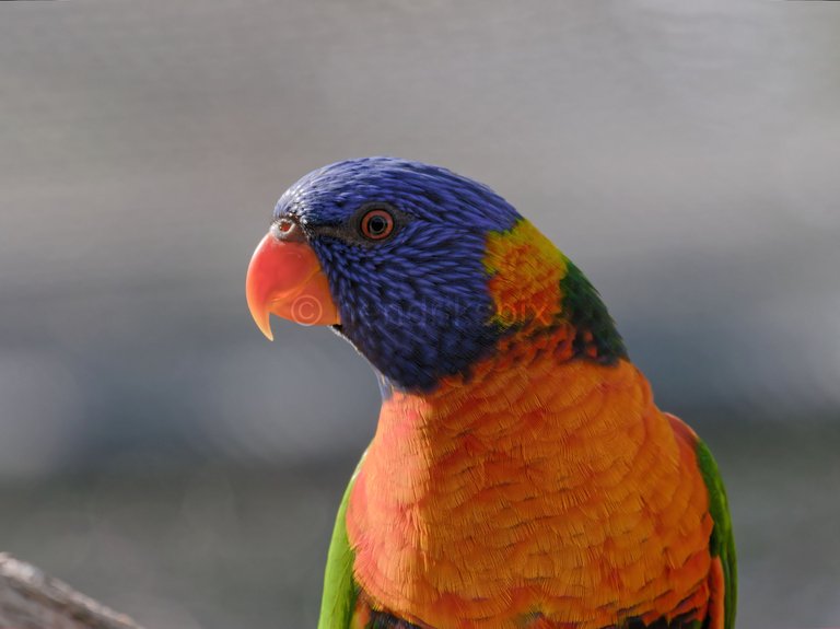 20200731 Rainbow Lorikeet 05 HS 20210811.jpg